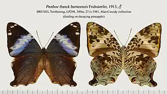 Fotografia de Prothoe franck (Blue Begum) macho; espécie-tipo e uma das três espécies do gênero Prothoe, vista superior (esquerda) e inferior (direita); de Brunei, Bornéu.[1]