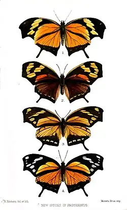 Vista superior de borboletas da espécie Consul fabius (ex gênero Protogonius[1] e anteriormente denominada Anaea fabius),[2] cujo tipo nomenclatural fora coletado no Suriname.[4]