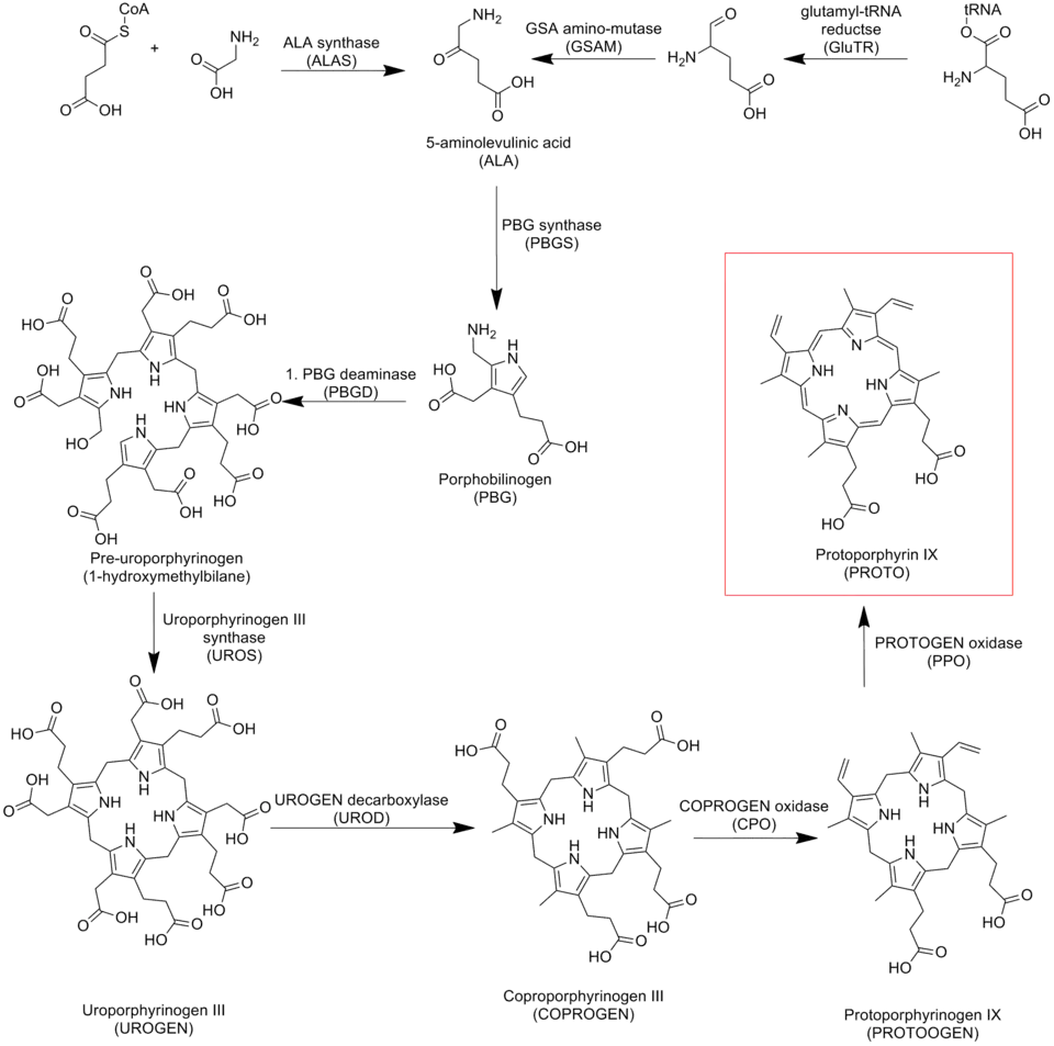 Via biossintética da protoporfirina IX