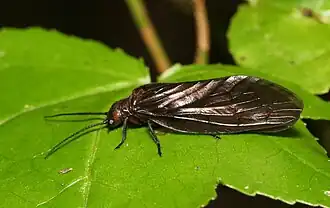 Alderfly do gênero Sialis