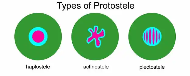 Representação esquemática dos três tipos básicos de protostela