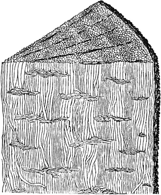 Uma ilustração de 1888 de Prototaxites visto em corte.