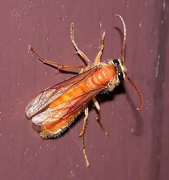 Provespa barthelemyi