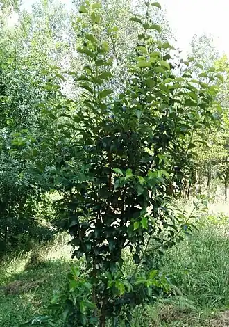 Prunus azorica (Caldeira da Graciosa, ilha Graciosa).