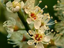 Receptáculo calicifloro de Prunus laurocerasus , em forma de copo.