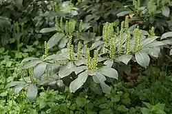 Prunus laurocerasus.