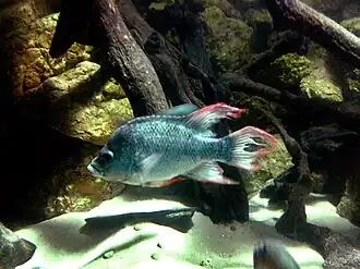Prychochromis mangarahara