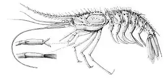 Psalidopus huxleyi