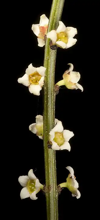 Psammomoya choretroides