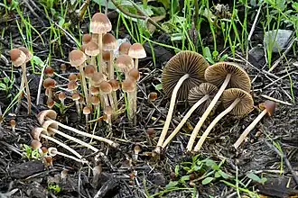 Em Oakland, Califórnia, EUA