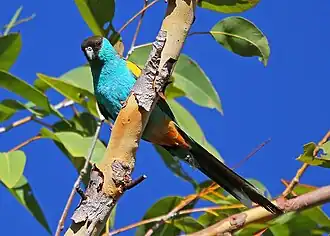 Periquito-encapuzado macho