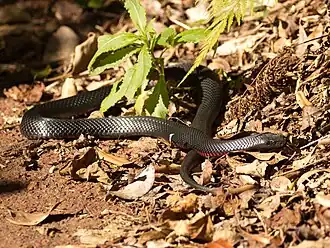 Pseudechis porphyriacus no Parque Nacional de Lamington, Queensland, Austrália
