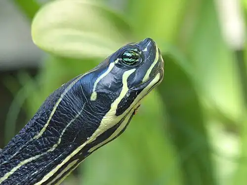 Tartaruga de barriga vermelha da Flórida Cooter (Pseudemys nelsoni), condado de Marion, Flórida (21 de dezembro de 2011)