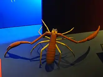 Pseudoblothrus strinatii (70 ×)