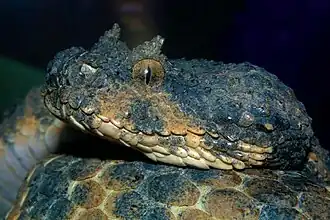 Pseudocerastes persicus