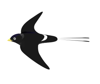 Andorinha-dos-rios-asiática (Pseudochelidon sirintarae)