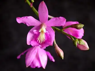 Pseudolaelia corcovadensis