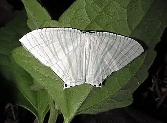 Mariposa Pseudomicronia. Lepidoptera Uraniidae da subfamília Microniinae.