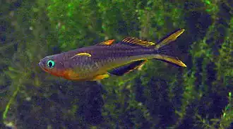 Pseudomugil furcatus.