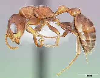 Pseudomyrmex ferrugineus