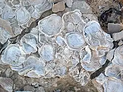 Tapete fóssil de ostras soldadas por uma crosta biológica a caminho de se transformar numa rocha biogénica.