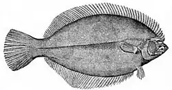 Pseudopleuronectes americanus