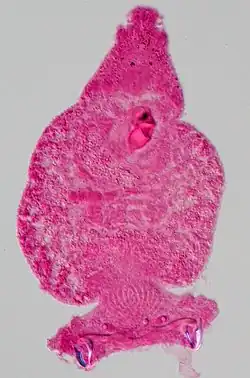 Pseudorhabdosynochus morrhua.