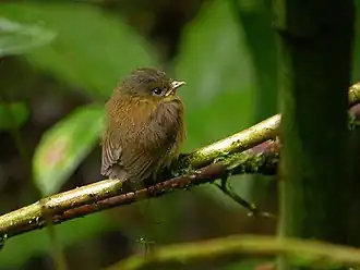 Pseudotriccus pelzelni