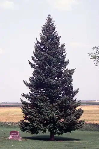 Pseudotsuga menziesii var. glauca