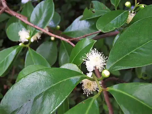 Flor de araçá na Ilha Reunião