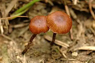 Deconica montana