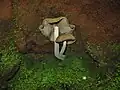 Psilocybe zapotecorum