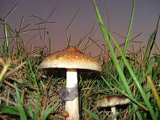 Psilocybe cubensis