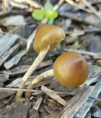 Psilocybe angulospora em cascas de madeira de paisagismo em Auckland, Nova Zelândia