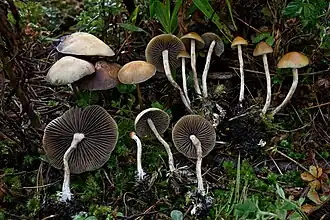 No Nevado de Toluca, México