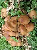 Psilocybe caerulescens em pastagem