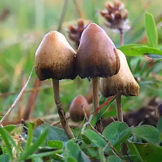 O cogumelo Psilocybe semilanceata