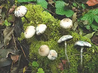 Psilocybe serbica var. arcana
