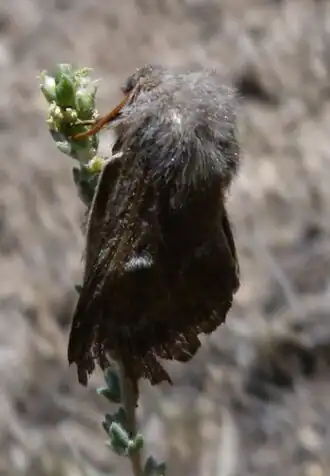 Psilogaster loti (Mas de Bondia, Catalunha)