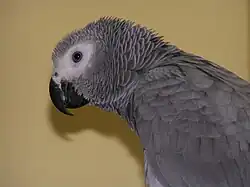 juvenil com íris cinza-escuro visível