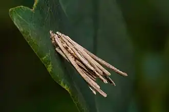 Larva de Psyche com envoltório protetor feito de pequenos gravetos