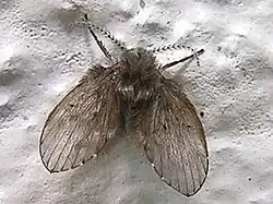 Clogmia albipunctata.