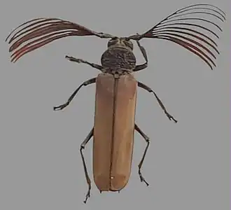 Fotografia do macho de um besouro da espécie P. wagleri, a espécie-tipo do gênero Psygmatocerus.[1]
