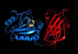 PTEN, uma fosfatase.