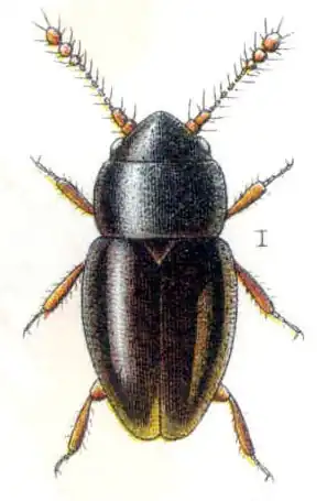 Ptenidium pusillum