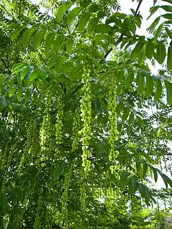 Pterocarya fraxinifolia.