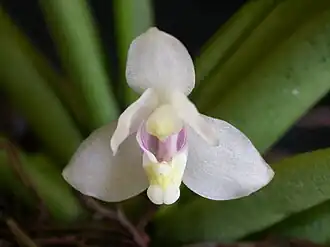 Pteroceras semiteretifolium