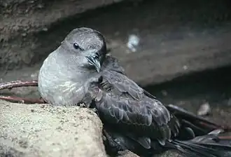 Espécime avistado na ilha Redonda, Maurícia