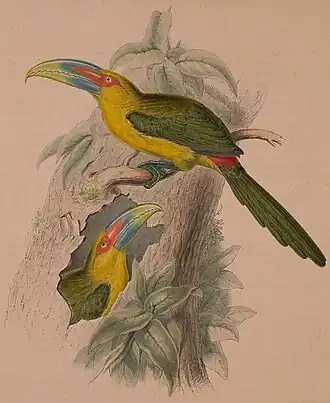 Ilustração do araçari-banana (Pteroglossus bailloni) feita por John Gould; retirada da obra Monographie der Ramphastiden oder Tukanartigen Voegel (século XIX).