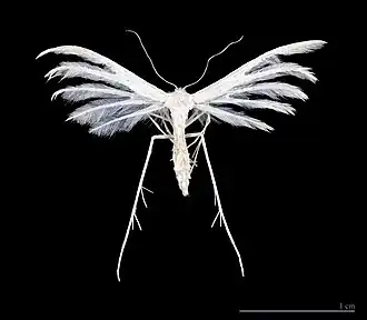 Pterophorus pentadactylus